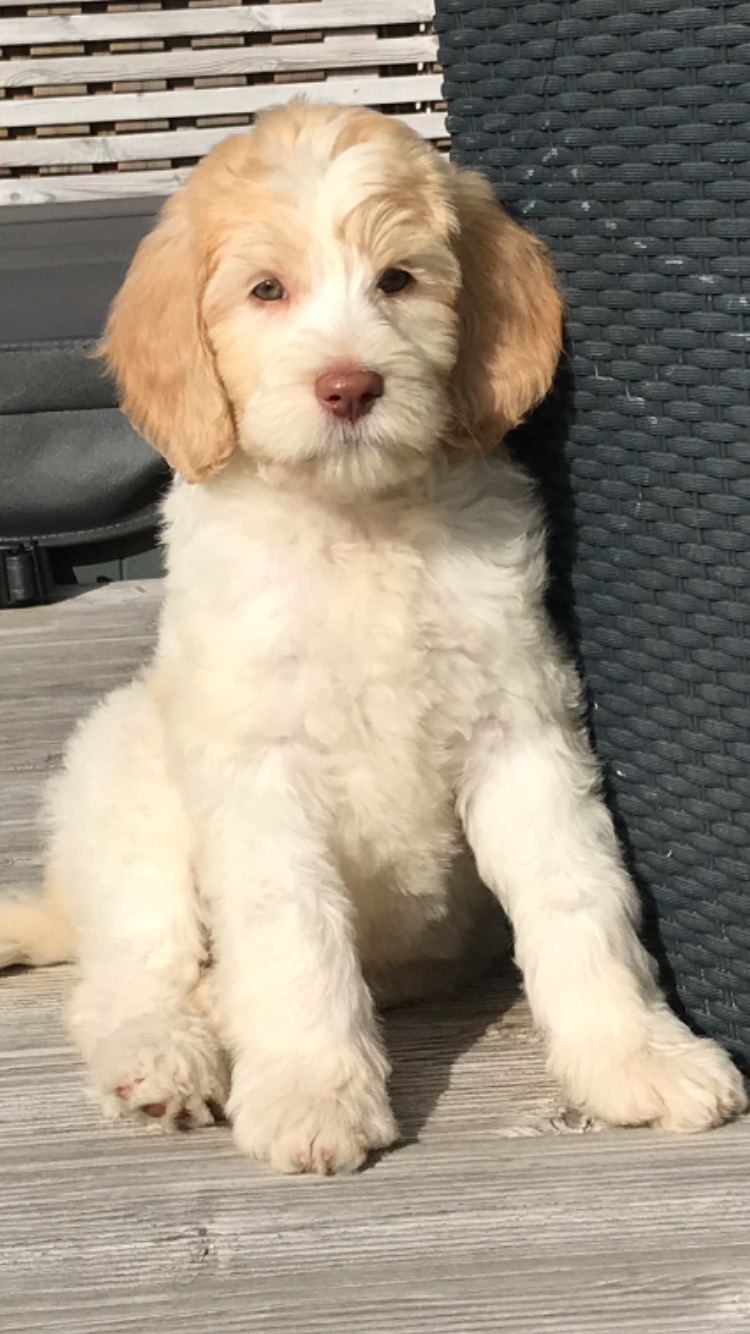 Blonde bernedoodle hot sale